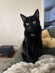 Lost Female Cat last seen Alabama Street and Monroe Avenue, San Diego, CA 92116
