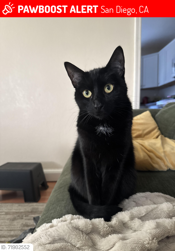 Lost Female Cat last seen Alabama Street and Monroe Avenue, San Diego, CA 92116