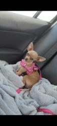 Lost Female Dog last seen Four Seasons Subdivision , Caldwell, ID 83607
