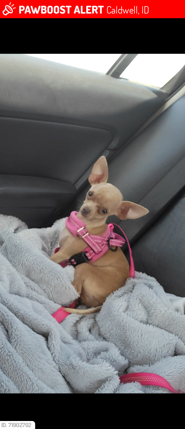Lost Female Dog last seen Four Seasons Subdivision , Caldwell, ID 83607