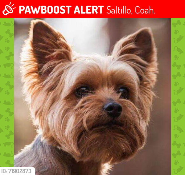 Lost Female Dog last seen Las Isabeles , Saltillo, Coah. 25084