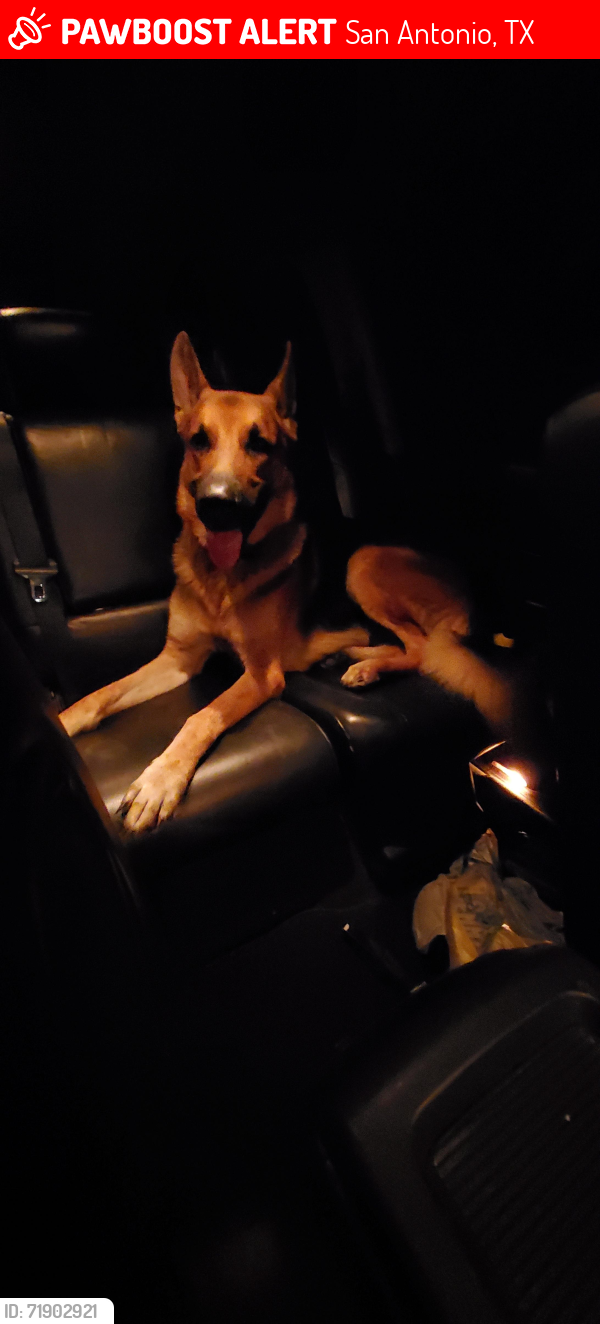 Lost Male Dog last seen  Roosevelt H.S. and Ed White M.S. , San Antonio, TX 78218