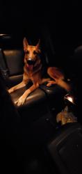 Lost Male Dog last seen  Roosevelt H.S. and Ed White M.S. , San Antonio, TX 78218