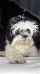 Lost Female Dog last seen Front to , Cypress, TX 77429