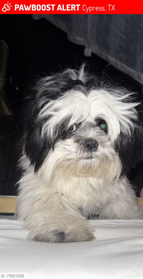 Lost Female Dog last seen Front to , Cypress, TX 77429