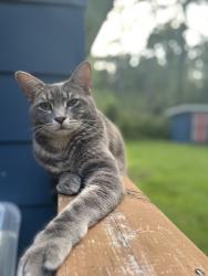Lost Male Cat last seen Ridgeland Road, William Reeves Road, Lakeshore Drive, Tallahassee, FL 32312