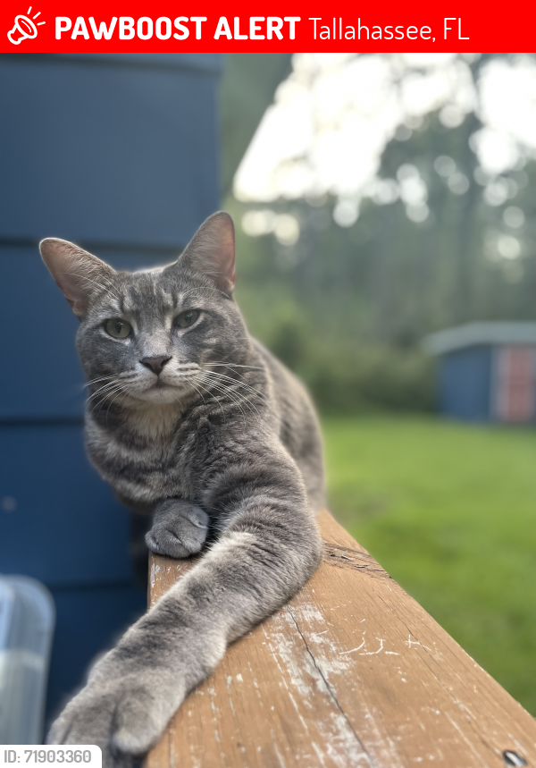 Lost Male Cat last seen Ridgeland Road, William Reeves Road, Lakeshore Drive, Tallahassee, FL 32312
