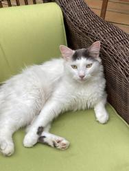 Lost Male Cat last seen East Longmeadow, MA border, Enfield, CT 06082