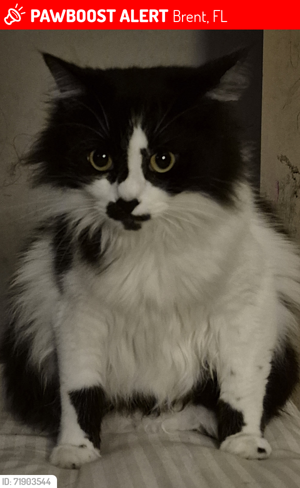 Lost Female Cat last seen Nantes Way , Brent, FL 32505