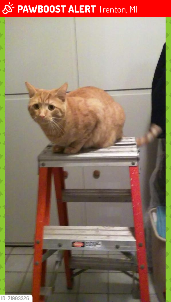 Lost Male Cat last seen Trenton High School, Trenton, Mi, Trenton, MI 48183