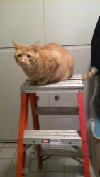 Lost Male Cat last seen Trenton High School, Trenton, Mi, Trenton, MI 48183