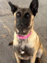 Reunited Female Dog last seen Pecos Ave & Main St, Modesto, CA 95351, USA, Modesto, CA 95351