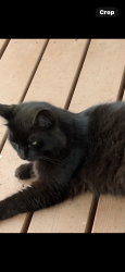 Lost Male Cat last seen 51st & B Springfield,oregon, Springfield, OR 97478