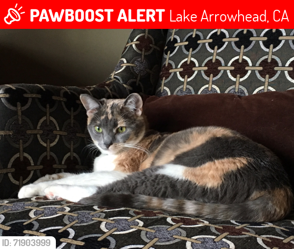 Lost Female Cat last seen corner of Yosemite and Bryce, Lake Arrowhead, CA 92352