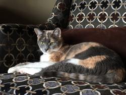 Lost Female Cat last seen corner of Yosemite and Bryce, Lake Arrowhead, CA 92352