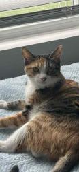 Lost Female Cat last seen Pebble creek, Burlington, KY 41005