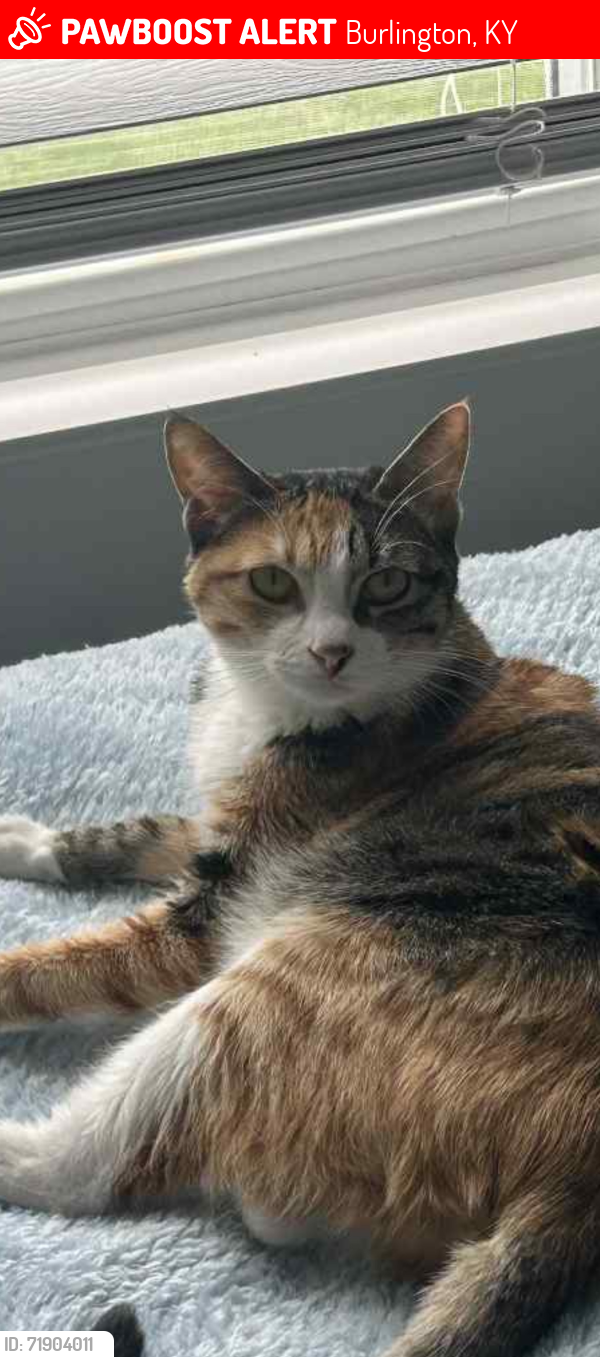 Lost Female Cat last seen Pebble creek, Burlington, KY 41005