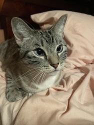Lost Female Cat last seen Hope St/State St, Huntington Park, CA 90255