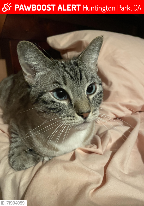 Lost Female Cat last seen Hope St/State St, Huntington Park, CA 90255