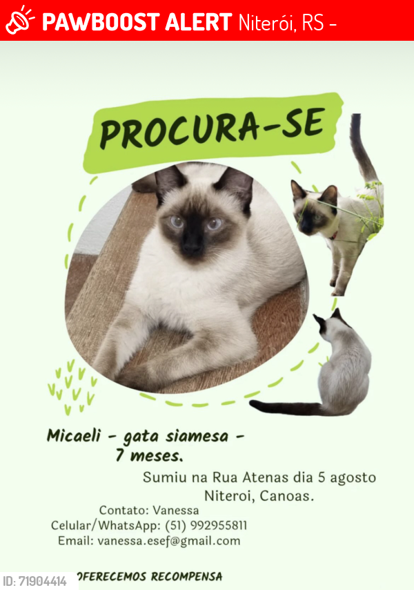 Lost Female Cat last seen Rua Atenas, Niterói, Canoas/RS, Niterói, RS 92120-050