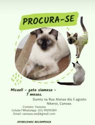 Lost Female Cat last seen Rua Atenas, Niterói, Canoas/RS, Niterói, RS 92120-050