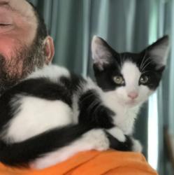 Lost Male Cat last seen On street near German park, Indianapolis, IN 46227