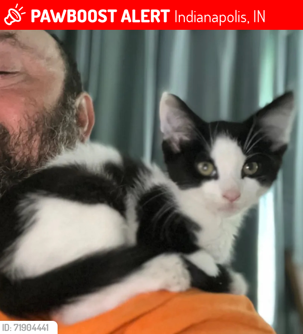 Lost Male Cat last seen On street near German park, Indianapolis, IN 46227