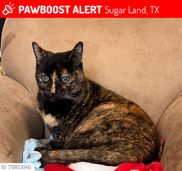 Lost Female Cat last seen New Territory and Homeward Way, Sugar Land, TX 77479