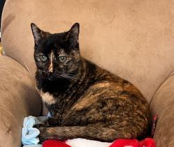 Lost Female Cat last seen New Territory and Homeward Way, Sugar Land, TX 77479