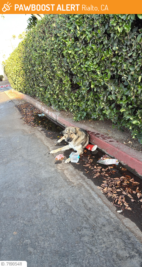 Rialto, CA Stray Dog Found Near Near N Willow Ave Rialto CA 92376 ...