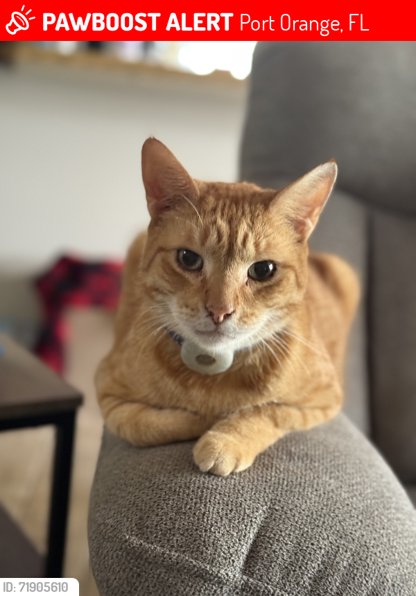 Lost Male Cat last seen Monticello lane , Port Orange, FL 32129