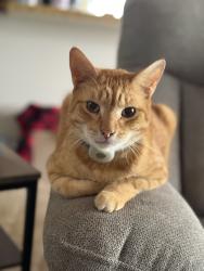 Lost Male Cat last seen Monticello lane , Port Orange, FL 32129