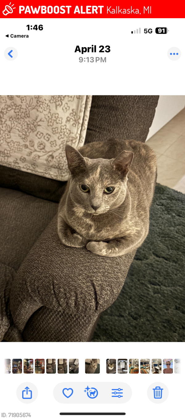 Lost Female Cat last seen Kalkaska KOA campground, Kalkaska, MI 49646