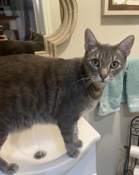 Lost Male Cat last seen Blue Bell ests off Fm 830, Willis, TX 77318