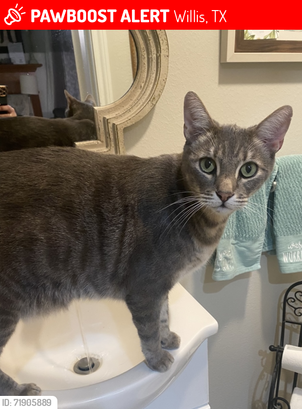Lost Male Cat last seen Blue Bell ests off Fm 830, Willis, TX 77318