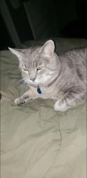 Lost Male Cat last seen Mcdonalds, Edmonton, AB T5E 0A1