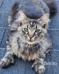 Lost Male Cat last seen Watsonville Ca, Freedom, CA 95019