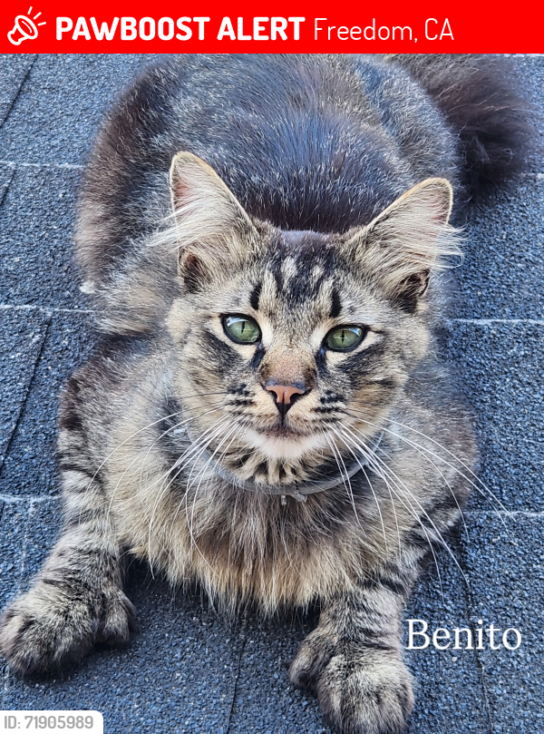 Lost Male Cat last seen Watsonville Ca, Freedom, CA 95019