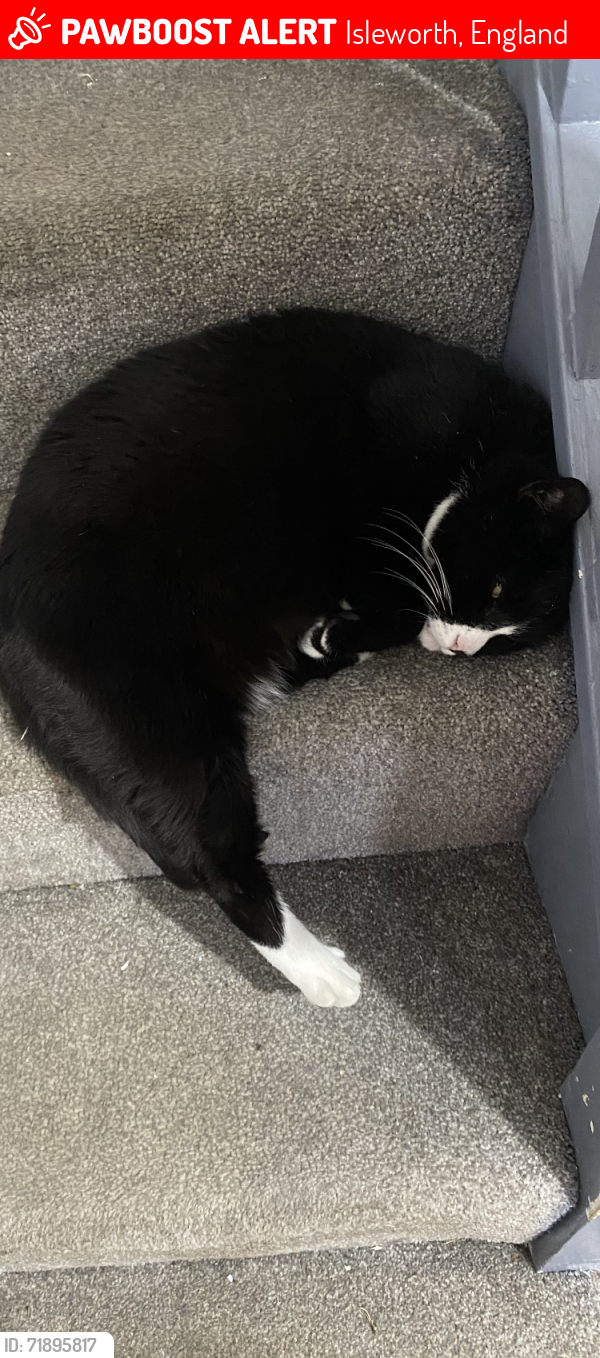 Lost Male Cat last seen Ferney mead way isleworth , Isleworth, England 