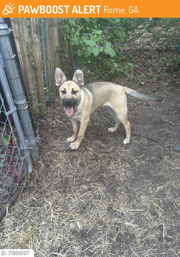 Found/Stray Male Dog last seen Fouche Gap Road, Rome, GA 30165