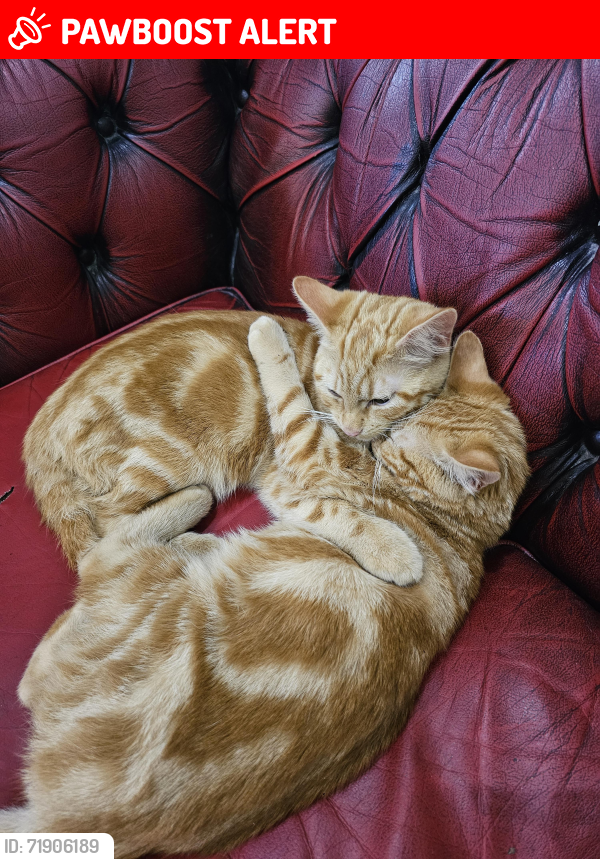 Lost Male Cat last seen Wolverhampton, West Midlands, England WV1 4AR
