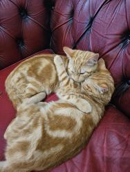 Lost Male Cat last seen Wolverhampton , West Midlands, England WV1 4AR
