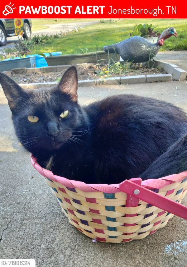 Lost Female Cat last seen Mill springs Rd Jonesboro tn, Jonesborough, TN 37659