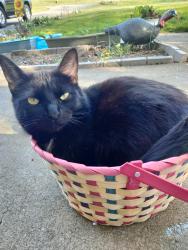 Lost Female Cat last seen Mill springs Rd Jonesboro tn, Jonesborough, TN 37659