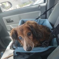 Lost Female Dog last seen daisy ln and broadway, Spiro, OK 74959