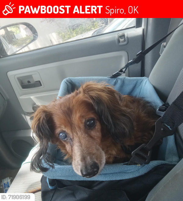 Lost Female Dog last seen daisy ln and broadway, Spiro, OK 74959