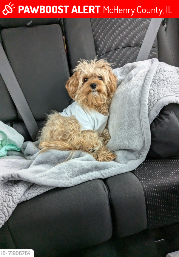 Lost Female Dog last seen Route120 and lily lake , McHenry County, IL 60051