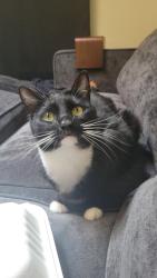 Lost Female Cat last seen 172nd PL SE and 20th Dr SE Bot 98012, Snohomish County, WA 98012