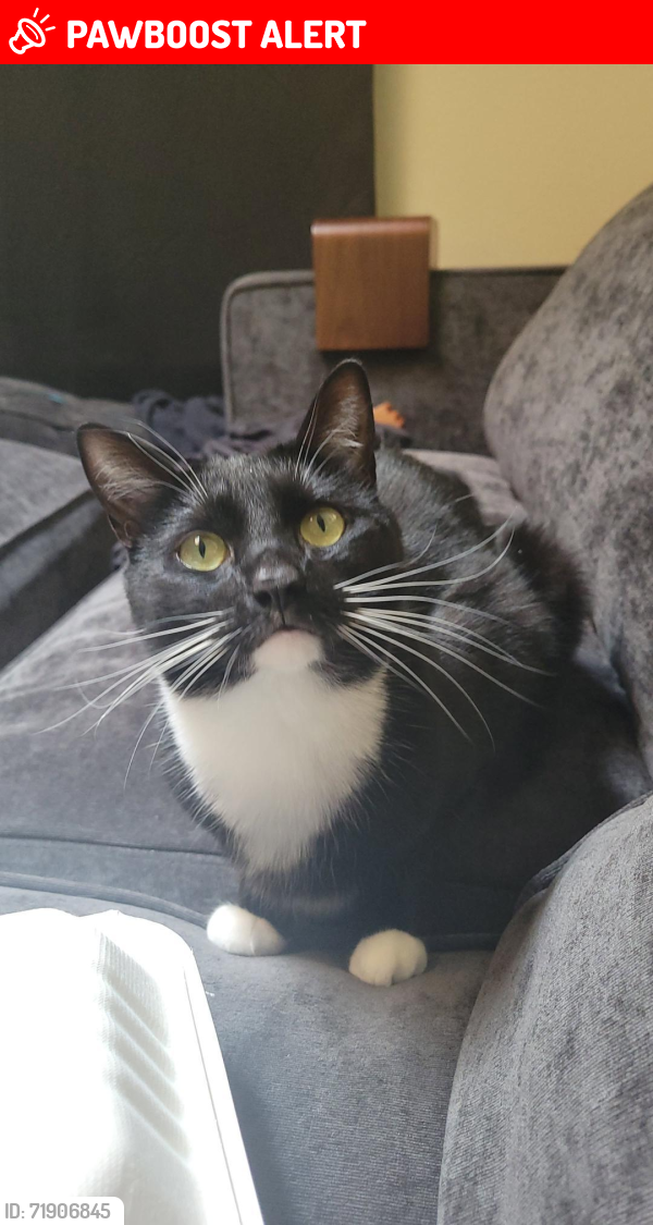 Lost Female Cat last seen 172nd PL SE and 20th Dr SE Bot 98012, Snohomish County, WA 98012