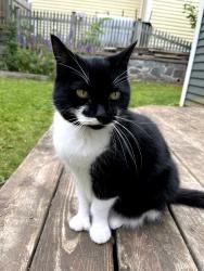 Lost Female Cat last seen Hemlock Ravine Park, Halifax, NS B3M 4B8